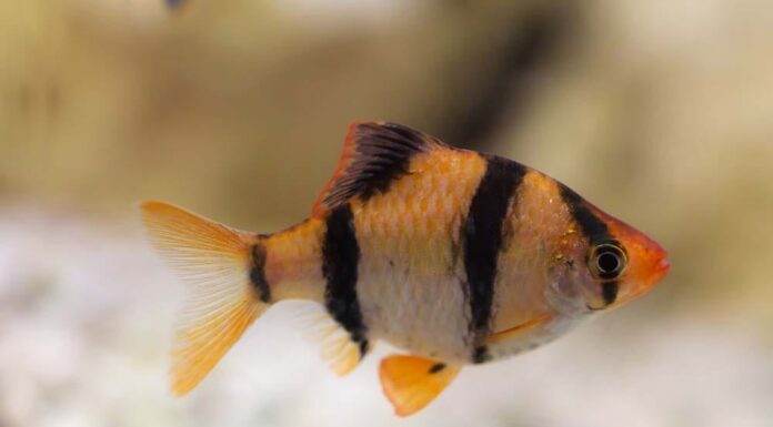 Barbus de Sumatra