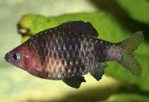 Barbus rubis noir
