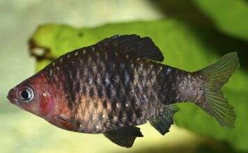 Fiche du poisson Pethia nigrofasciata Barbus rubis noir