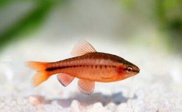 Fiche du poisson Puntius titteya (Barbus cerise) Barbus titteya