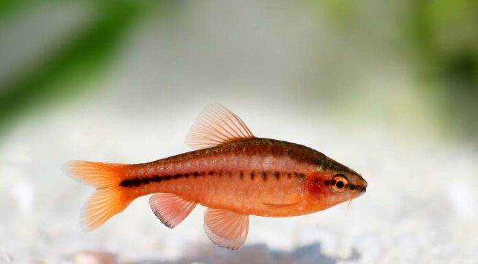 Fiche du poisson Puntius titteya (Barbus cerise) Barbus titteya