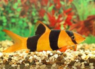 Fiche du poisson Chromobotia macracanthus Botia macracantha