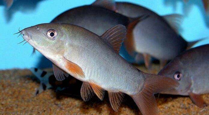 Fiche du poisson Yasuhikotakia modesta (Botia Modeste) Botia modeste