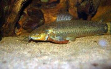 Fiche du poisson Callichthys callichthys Callichthys affinis