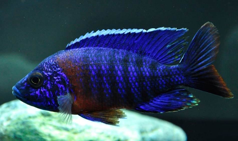 Cichlidé empereur