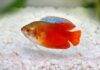 Colisa lalia rouge
