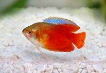 Colisa lalia rouge