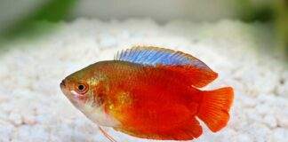 Colisa lalia rouge