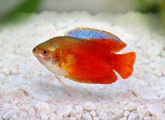 Colisa lalia rouge
