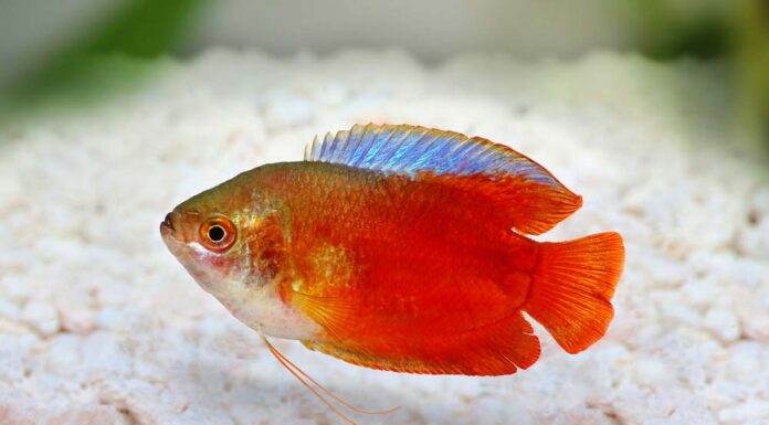 Colisa lalia rouge