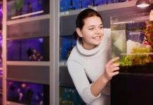Comment et avec quoi nourrir les alevins poisson