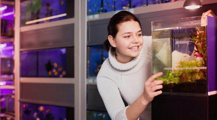 Comment et avec quoi nourrir les alevins poisson