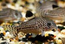 Corydoras julii