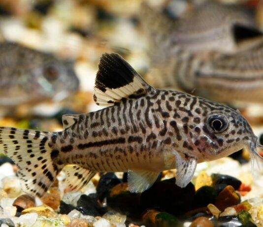Corydoras julii