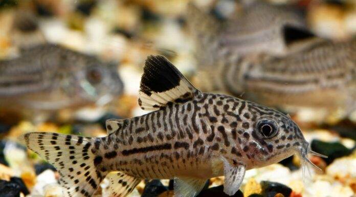 Fiche du poisson Corydoras julii Corydoras julii