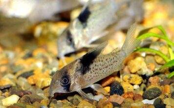 Corydoras melanistius