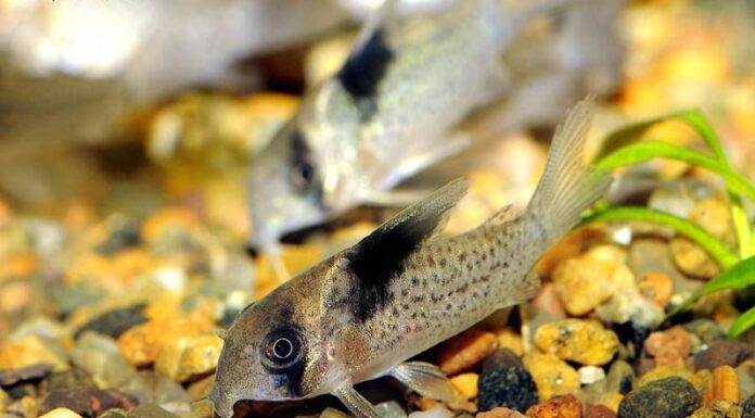 Corydoras melanistius