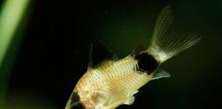Corydoras panda