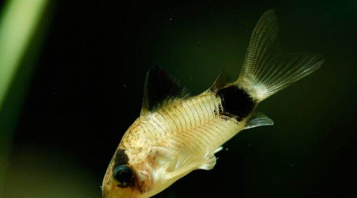 Corydoras panda