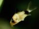 Corydoras panda