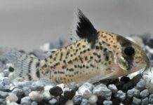 Corydoras punctatus