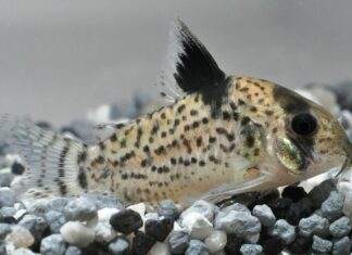 Fiche du poisson Corydoras punctatus Corydoras punctatus