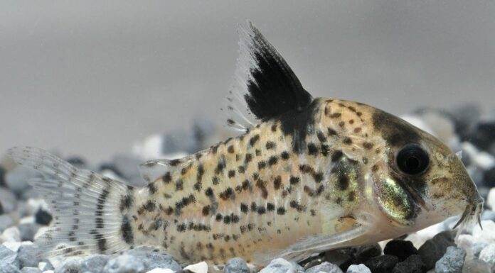 Corydoras punctatus