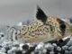 Corydoras punctatus