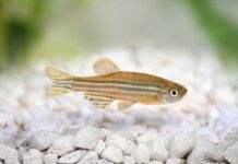Fiche du poisson Danio rerio (Poisson zèbre) Danio rerio