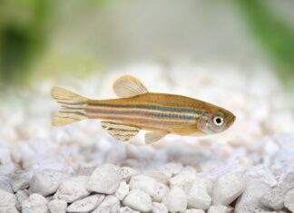 Danio rerio