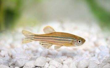 Danio rerio