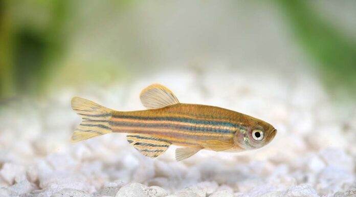 Danio rerio