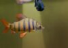 Fiche du poisson Distichodus lusosso Distichodus lusosso