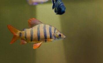 Fiche du poisson Distichodus lusosso Distichodus lusosso