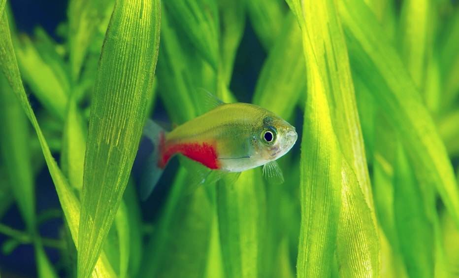 Fiche du poisson Aphyocharax rathbuni