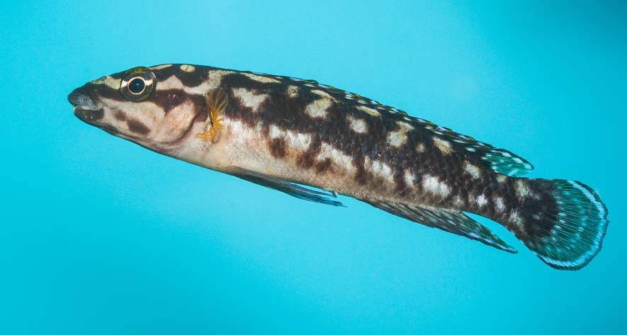 Fiche du poisson Julidochromis transcriptus
