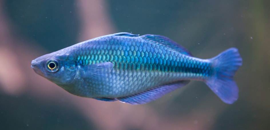 Fiche du poisson Melanotaenia lacustris