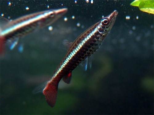 Fiche du poisson Nannobrycon eques