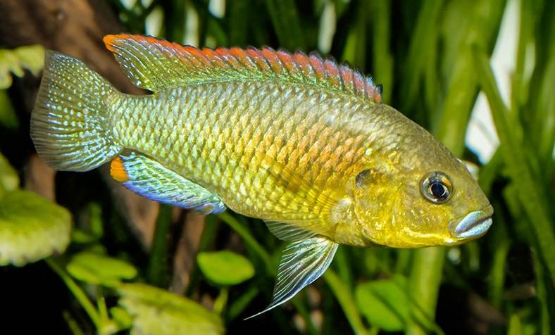 Fiche du poisson Pseudocrenilabrus philander dispersus