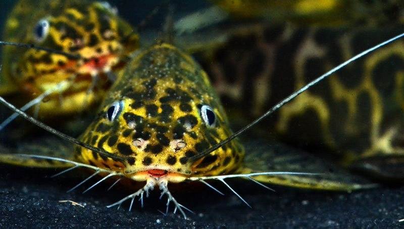 Fiche du poisson Synodontis schoutedeni