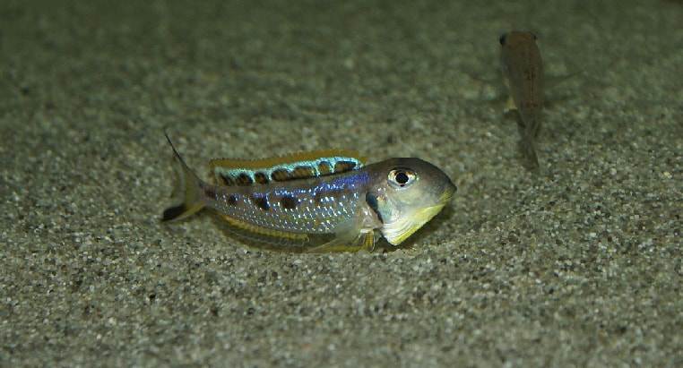 Fiche du poisson Xenotilapia ochrogenys