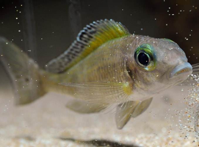 Fiche du poisson Xenotilapia spilopterus