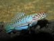 Fiche du poisson Fundulopanchax filamentosus Fundulopanchax filamentosus