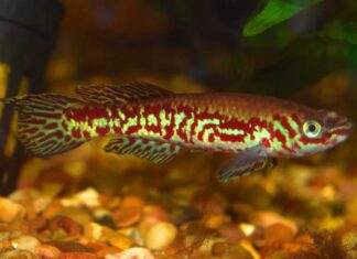 Fundulopanchax puerzli