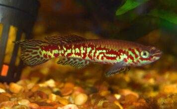 Fiche du poisson Fundulopanchax puerzli Fundulopanchax puerzli