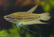 Gourami grogneur