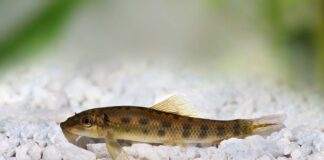 Gyrinocheilus aymonieri
