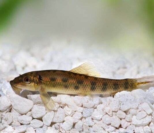 Gyrinocheilus aymonieri