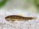Fiche du poisson Gyrinocheilus aymonieri (Gyrino) Gyrinocheilus aymonieri