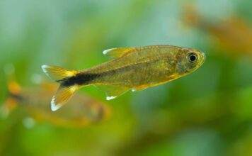 Fiche du poisson Hasemania nana Hasemania nana